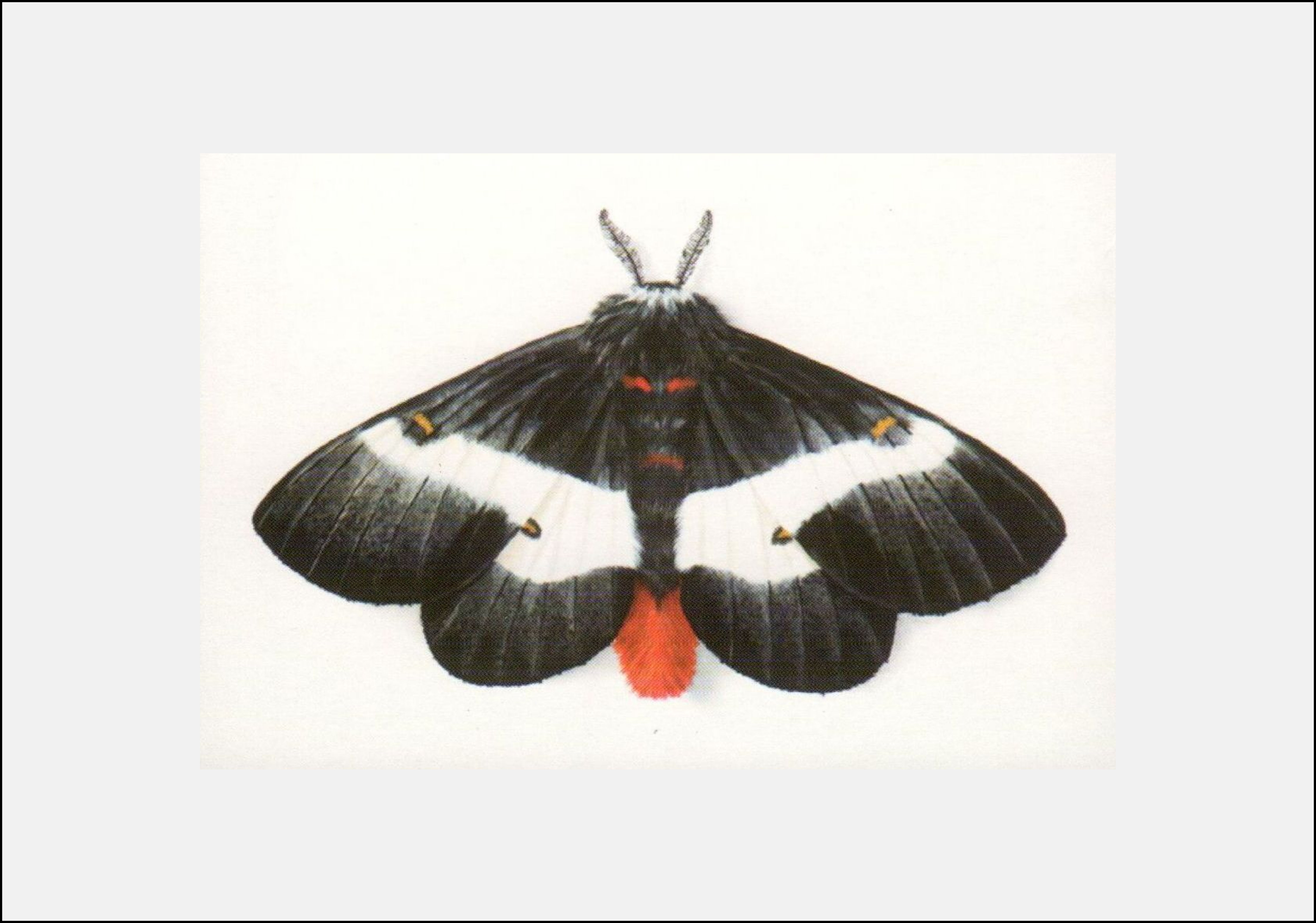 Eastern Black Moth