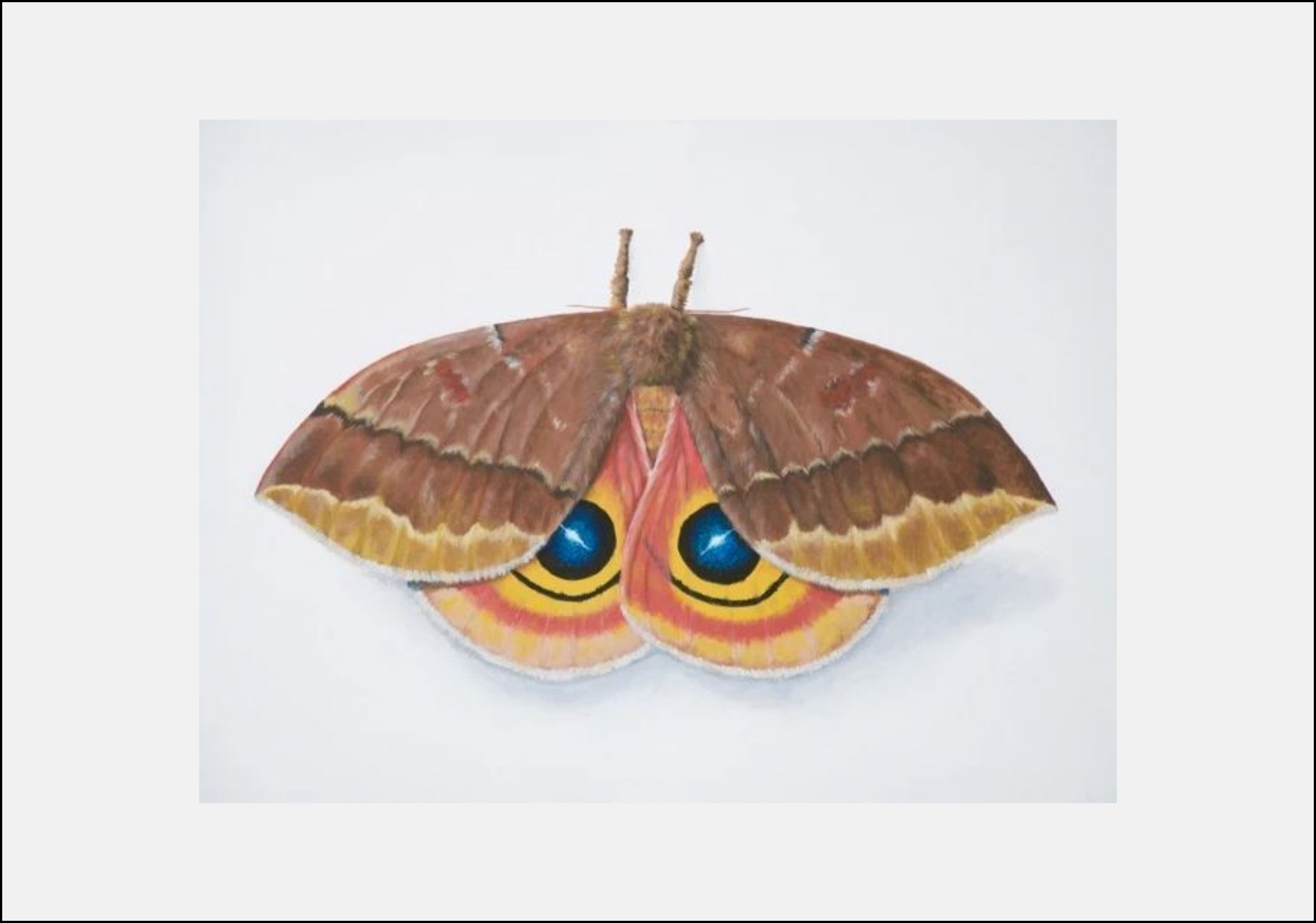 IO Moth