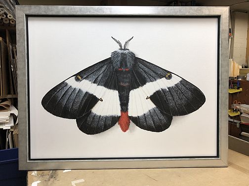 Deborah Davis - Moth