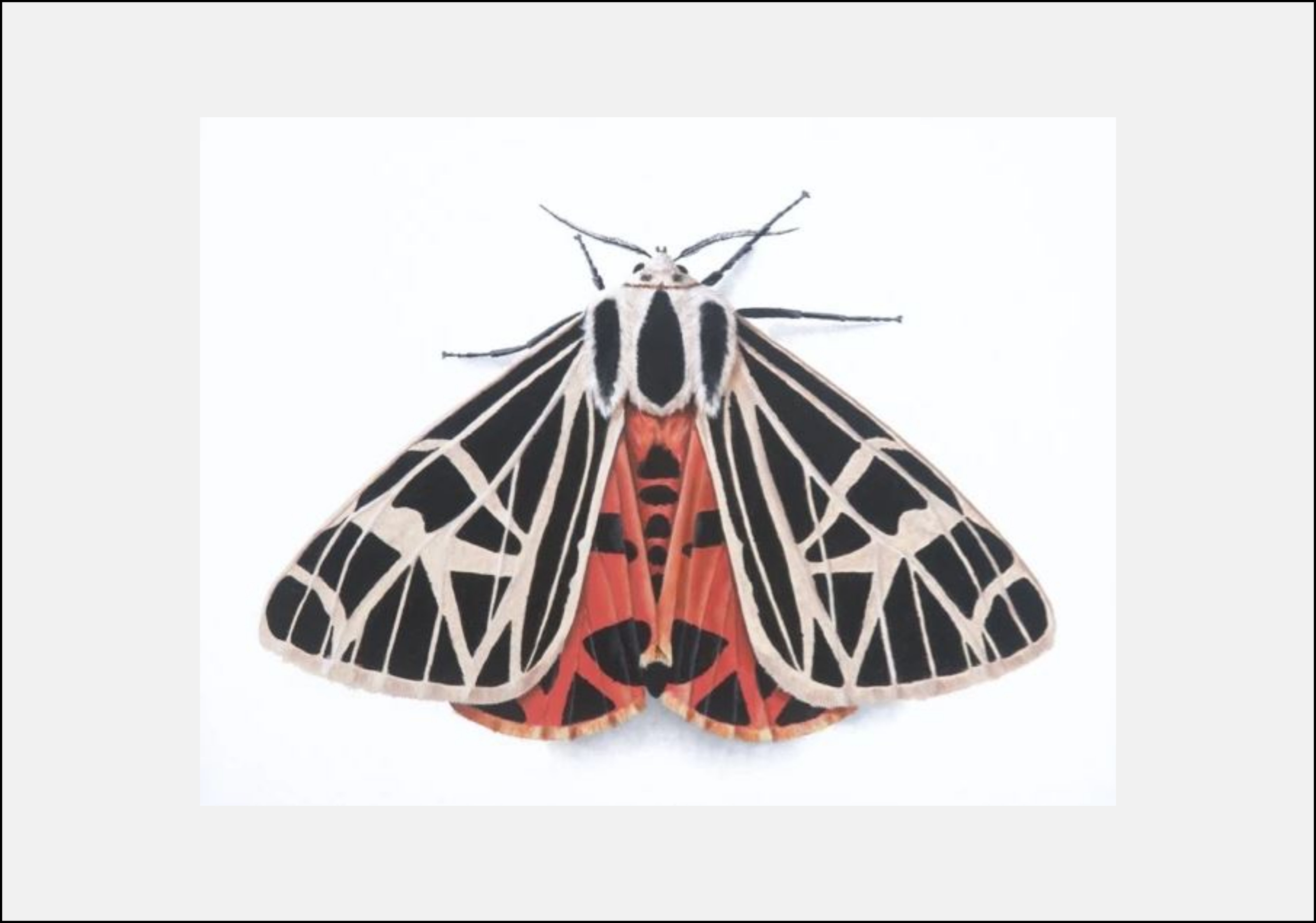 Virgo Tiger Moth