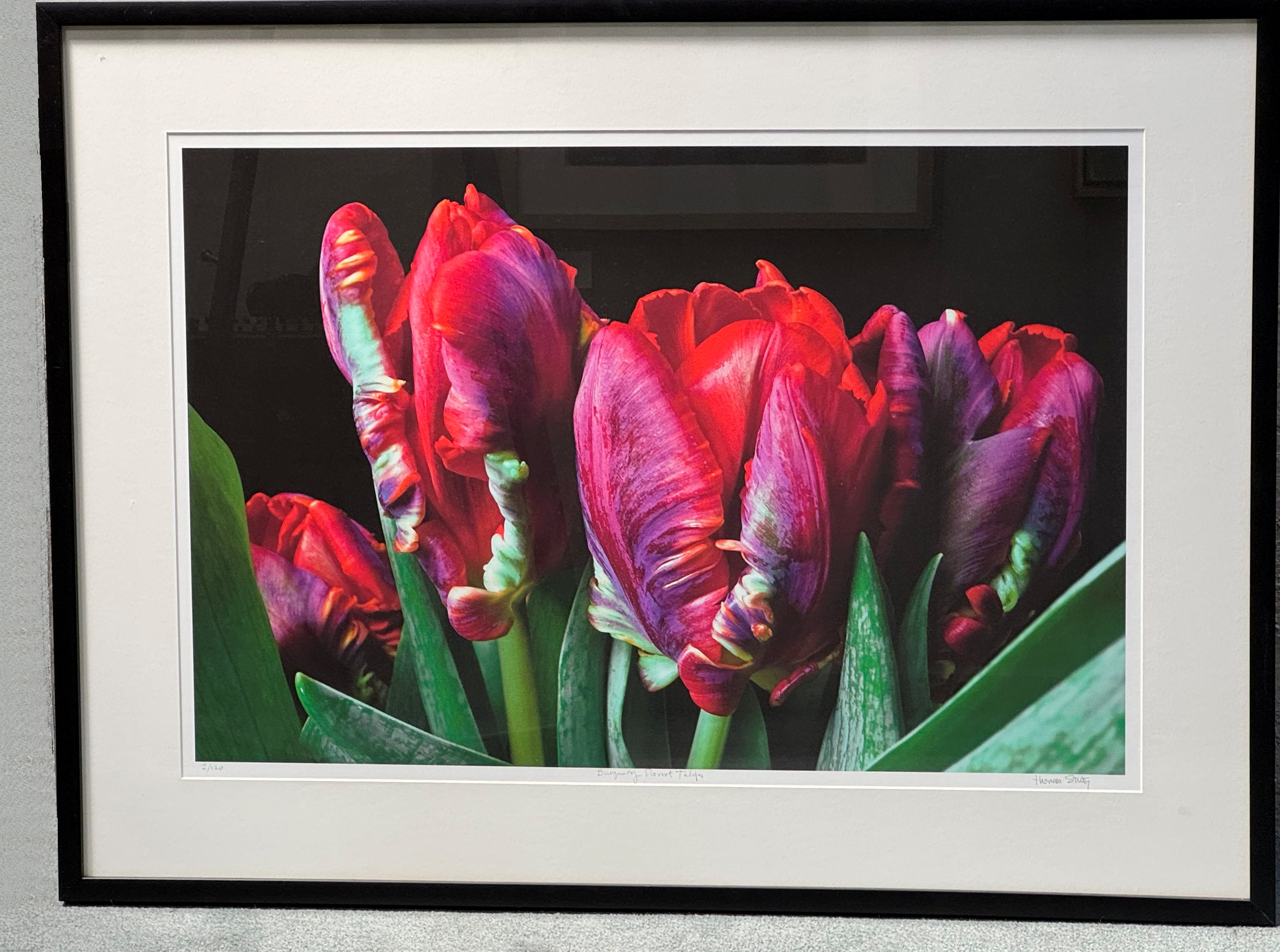 Thomas Stiltz - Tulips