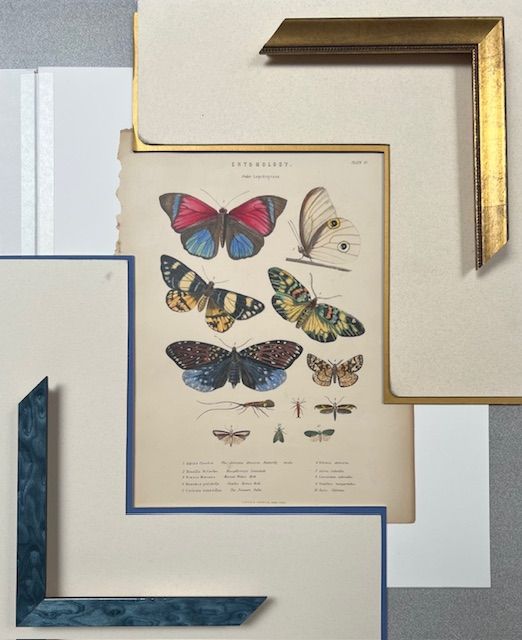 Butterflies